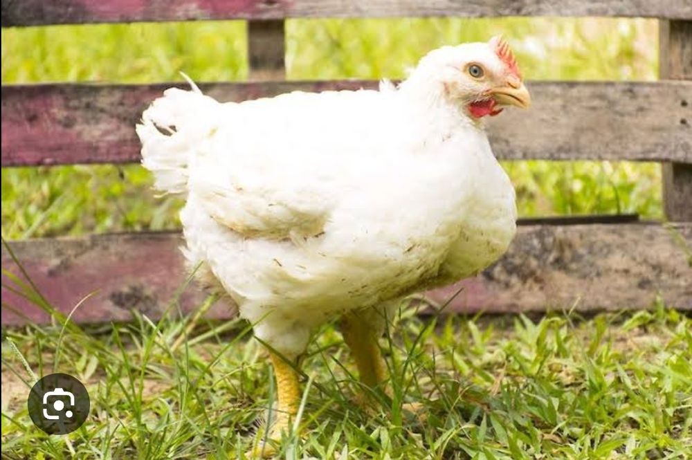 Інкубаційне яйце