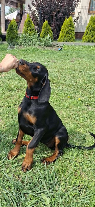 Doberman szczenie FCI