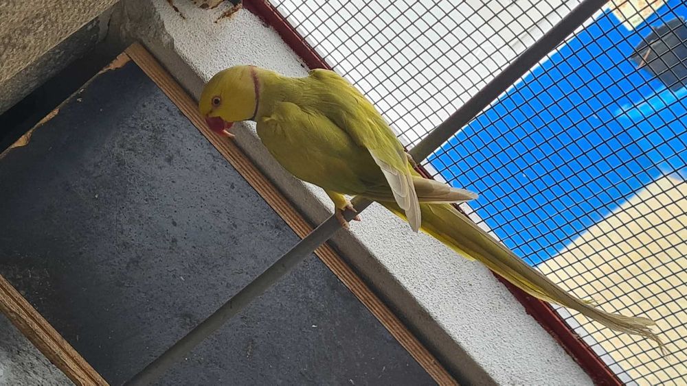 Ring neck buttercup reprodutor