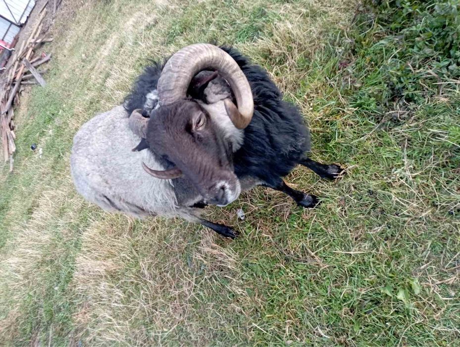 Бараны на развод Зитьки