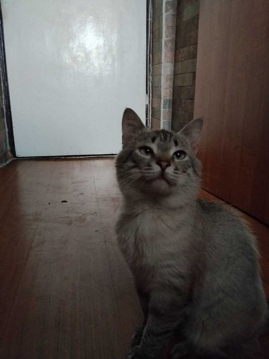 Гарний котик шукає господарів