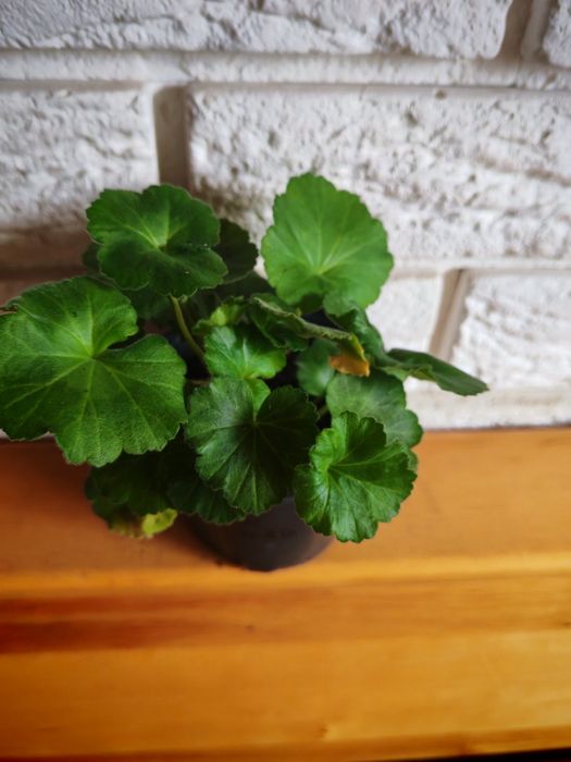 Пеларгонія PAC Salmon Queen' 95 грн