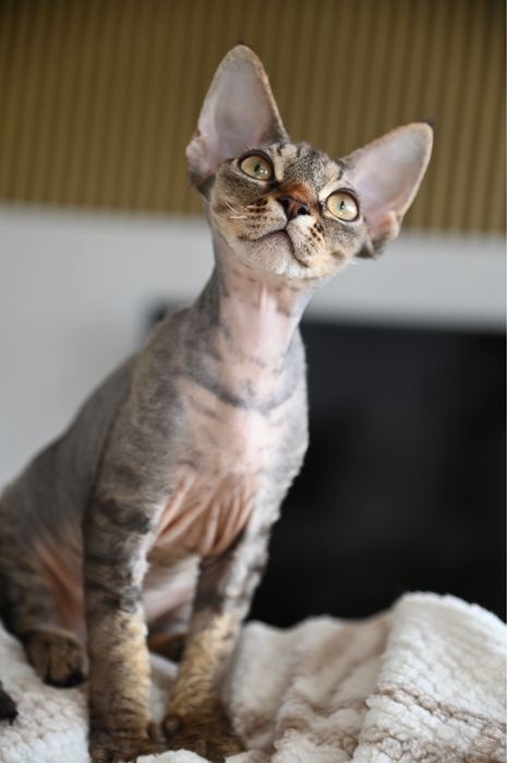 Koteczka Devon Rex