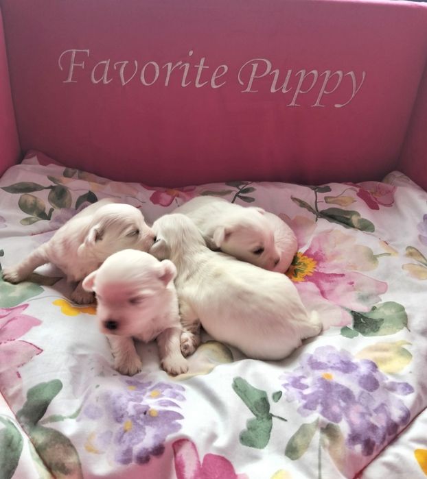 Sprzedam piękne białe maltańczyki suczki