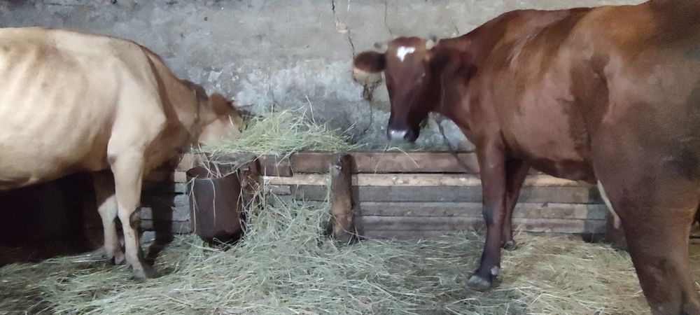 Продам коров на хозяйство