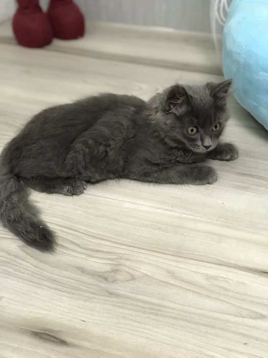 Котик Британець довгошер...2 місяці хлопчик дуже чемний грайливий