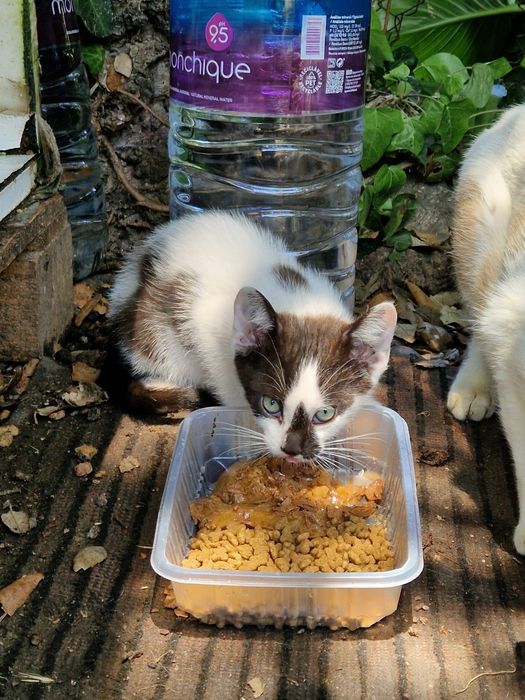 Gatinhos bebés machos para adoção responsável