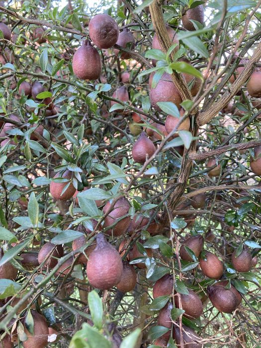 Limao Caviar (fruto)