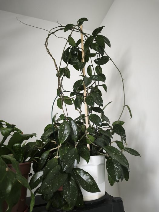 Hoja/Hoja Carnosa