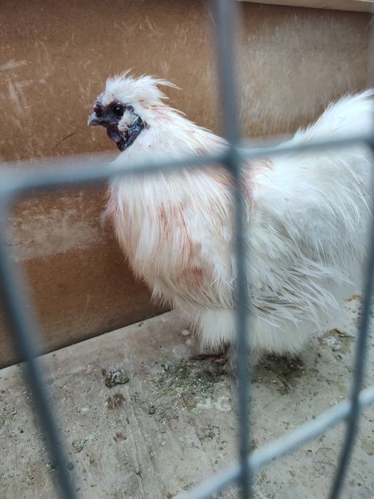 Galinhas raça troca