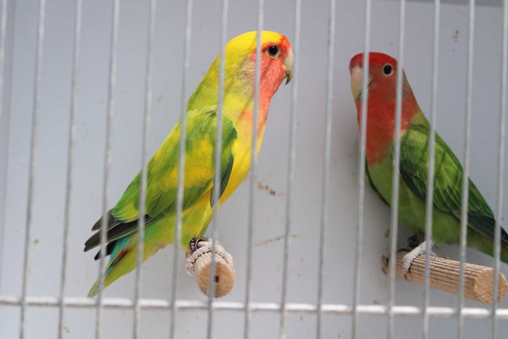 Agapornis roseicollis longfeather