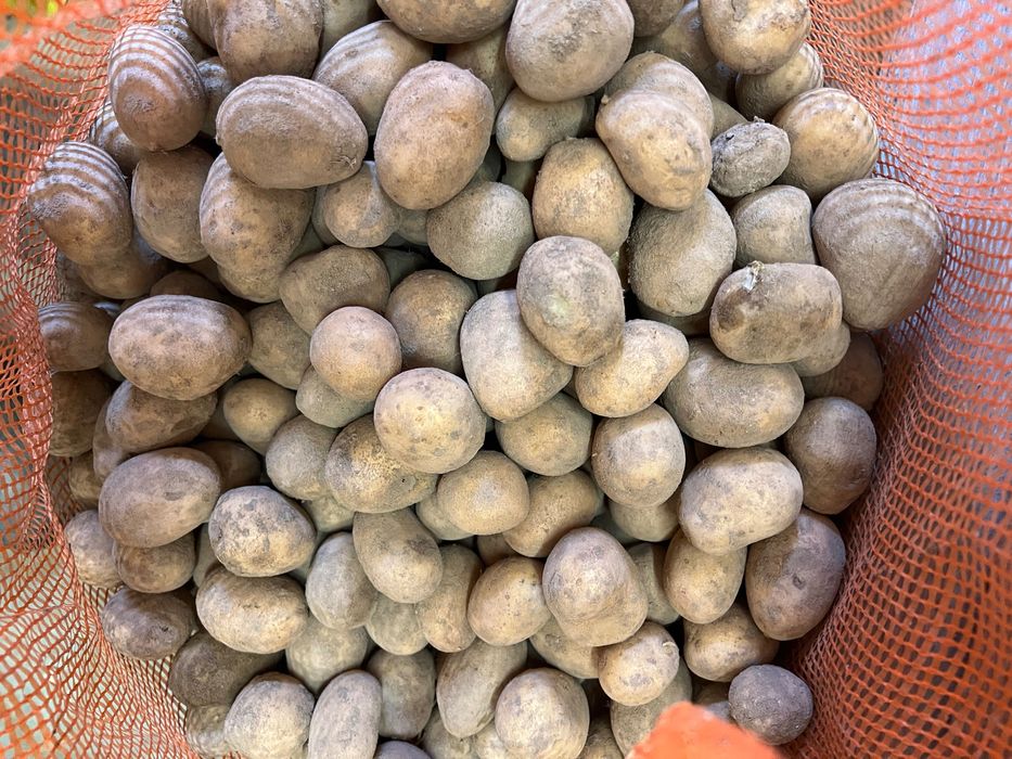 Ziemniaki drobne ekologiczne certyfikat Belana Innowator