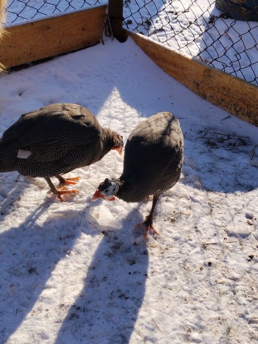 Продаются молодые цесарочки