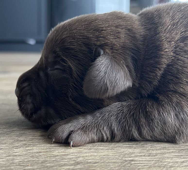 Labrador  ostatnia suczka