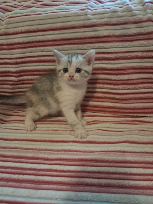 Продам кошенят скотіш страйт