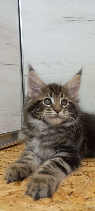 Котята мейн кун Мальчик,