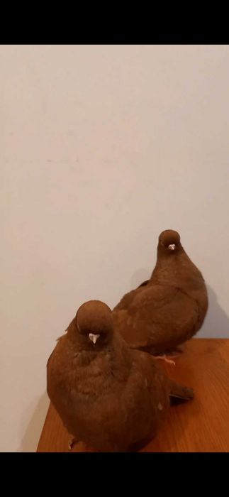 Gołębie ozdobne short face angielskie krutkodziobe