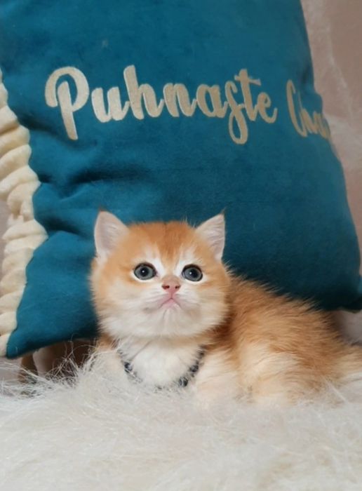 Британська золота шиншила ny12