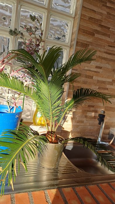 Planta "cica" para venda