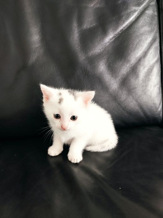 Грайливі кошенятка