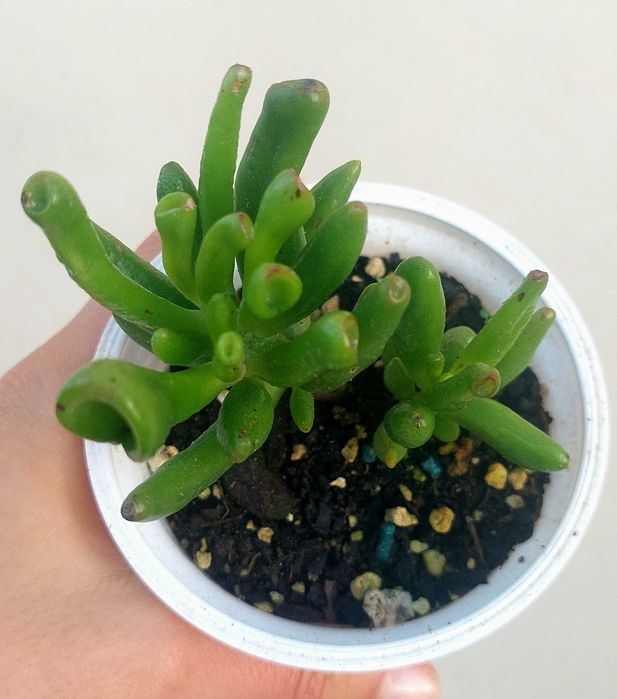 Suculentas variadas 4€/cada