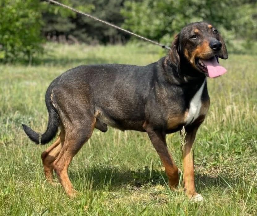 Śliczny Nugat do adopcji