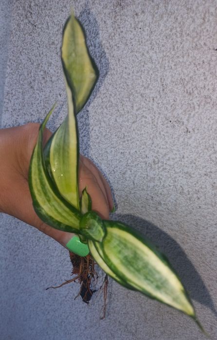 Sansevieria Spiral Star