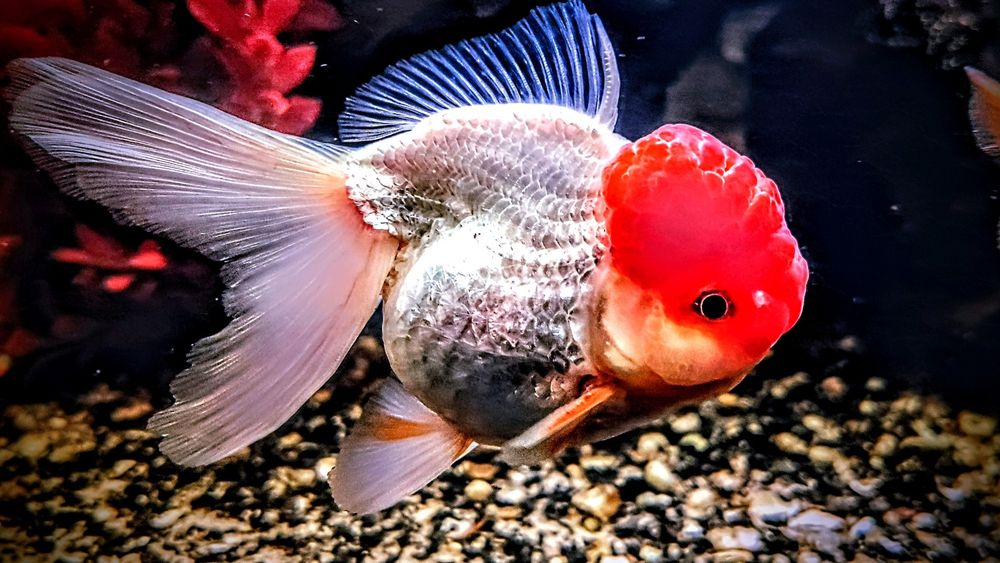 Oranda ,,Red white,, welon welonka welonek goldfish złota rybka welony