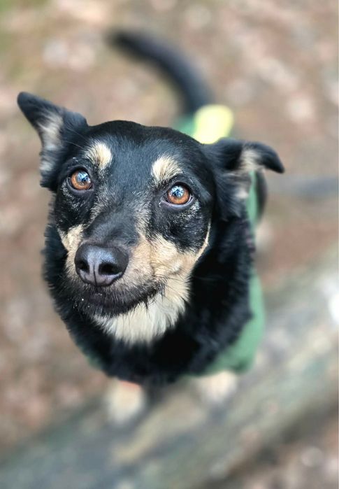 Zara – nieśmiała, wesoła sunia do pokochania! Adopcja