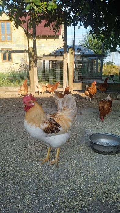 Кури несушки та 3 на м'ясо. І півні один з чорним м'ясом.