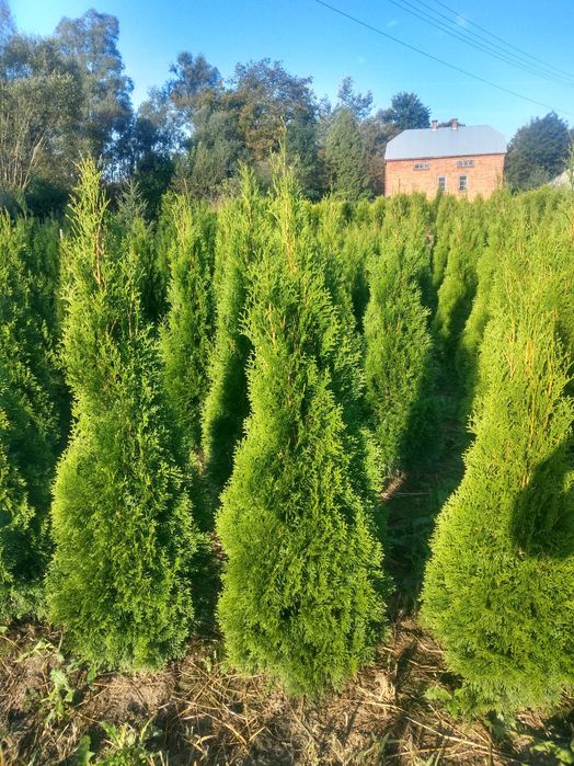 Tuja Szmaragd 140-200.Wyprzedaż.Dowóz