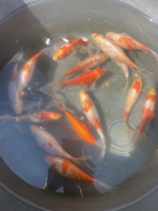 Карп Кои, Комета, рыба для пруда.