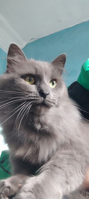 Дуже красивому котику породи Нібелунг терміново потрібен дім!