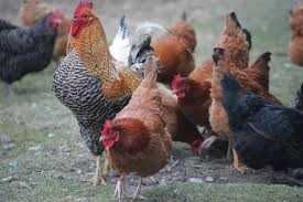 KURY NIOSKI  młode z pierwszym jajkiem ! Rossa Messa Leghorn ! DOWÓZ !