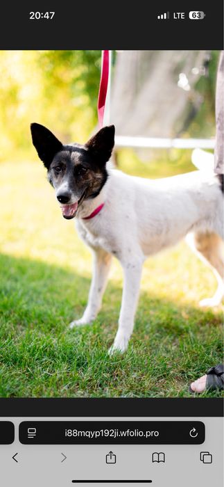 Прилаштовуєтьчя собака