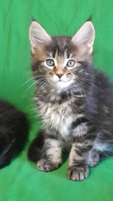 Гарні кошенята мейн кун.