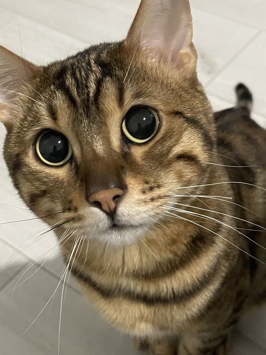 Кіт для вʼязки бенгалець