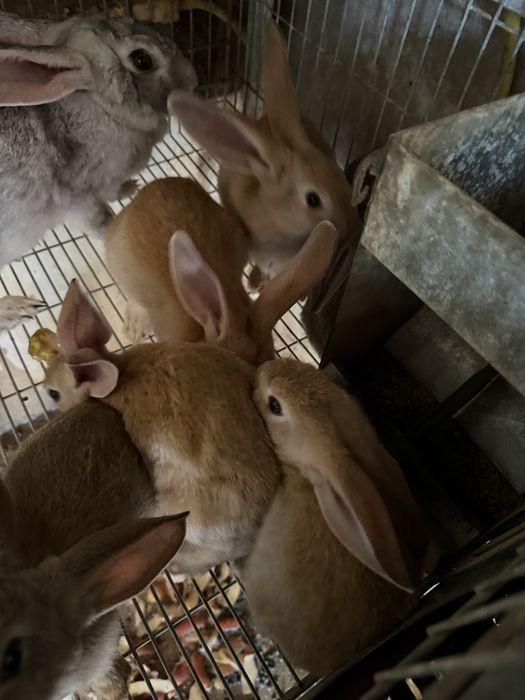 Coelhos novos boa qualidade