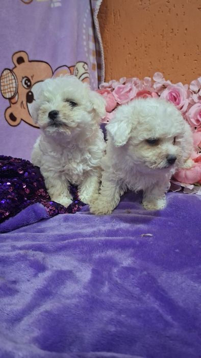 Сладкие зефирки малыши Бишон фризе.