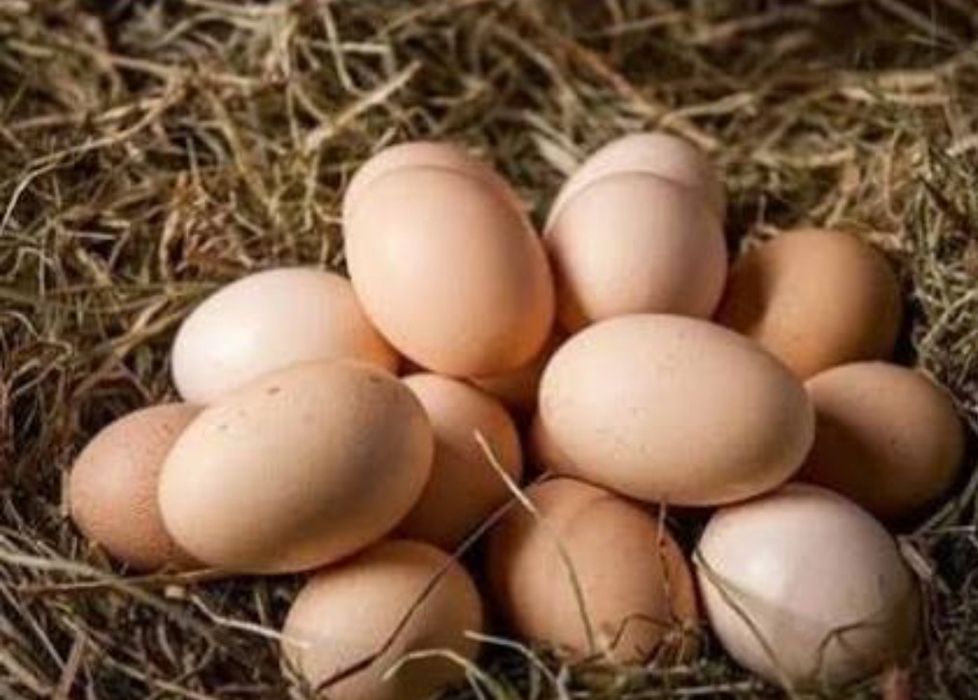 Sprzedam jaja wiejskie