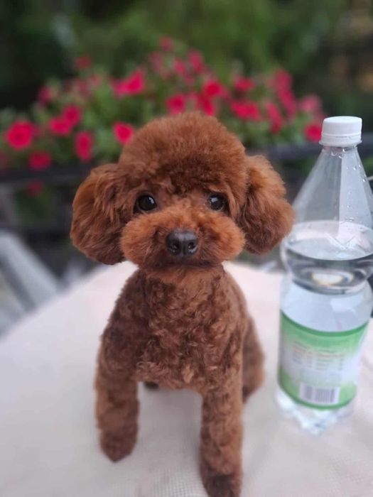 Pudel toy chłopiec gotowy do odbioru