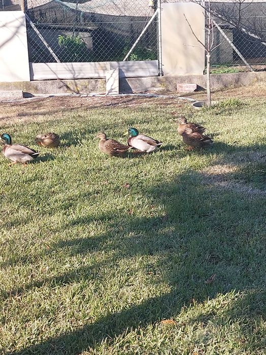 Vendo patos, unidade, casais ou trio