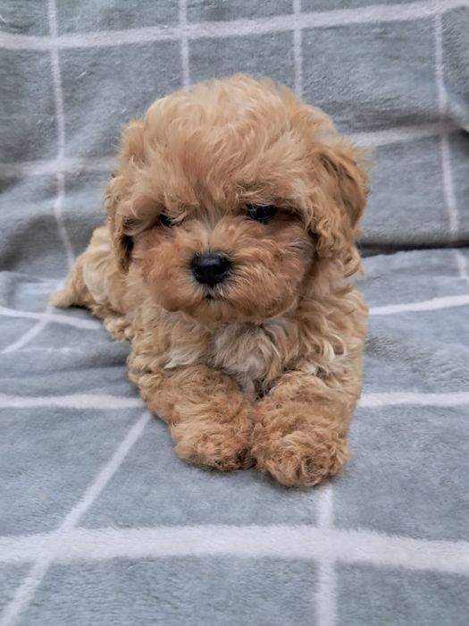 Мальтіпу , міні, три дівчинки і хлопчик.