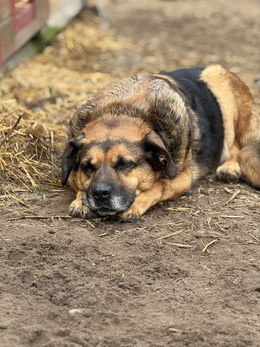 Biedny stary pies z chorymi łapami pilnie szuka domu