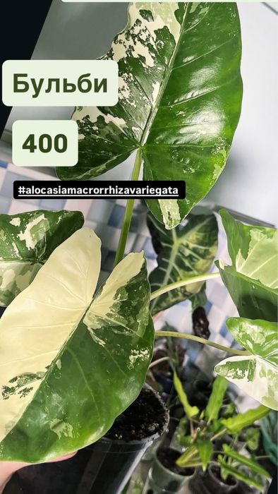 Alocasia macrorriza Variegata бульби