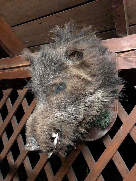 Чучело велитенського дикого секача кабана (чучело голова кабана)