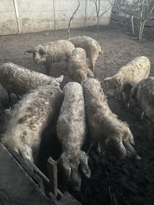 Продам свиней  монгалы
