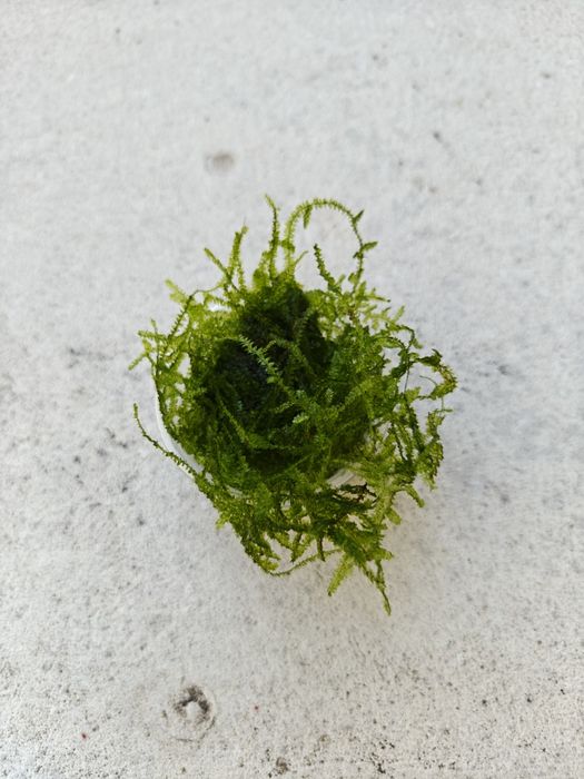 Salvinia e Musgo Java