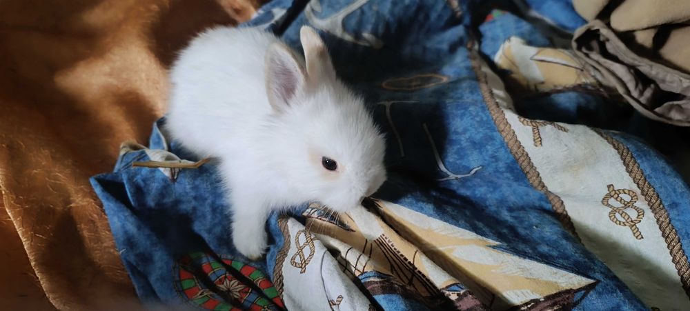 Miniaturki kroliczkow angora