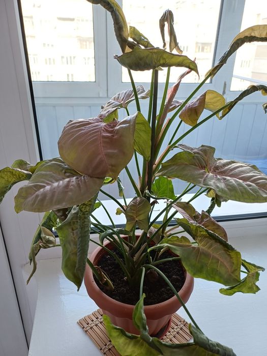 Продам вазон 480гр